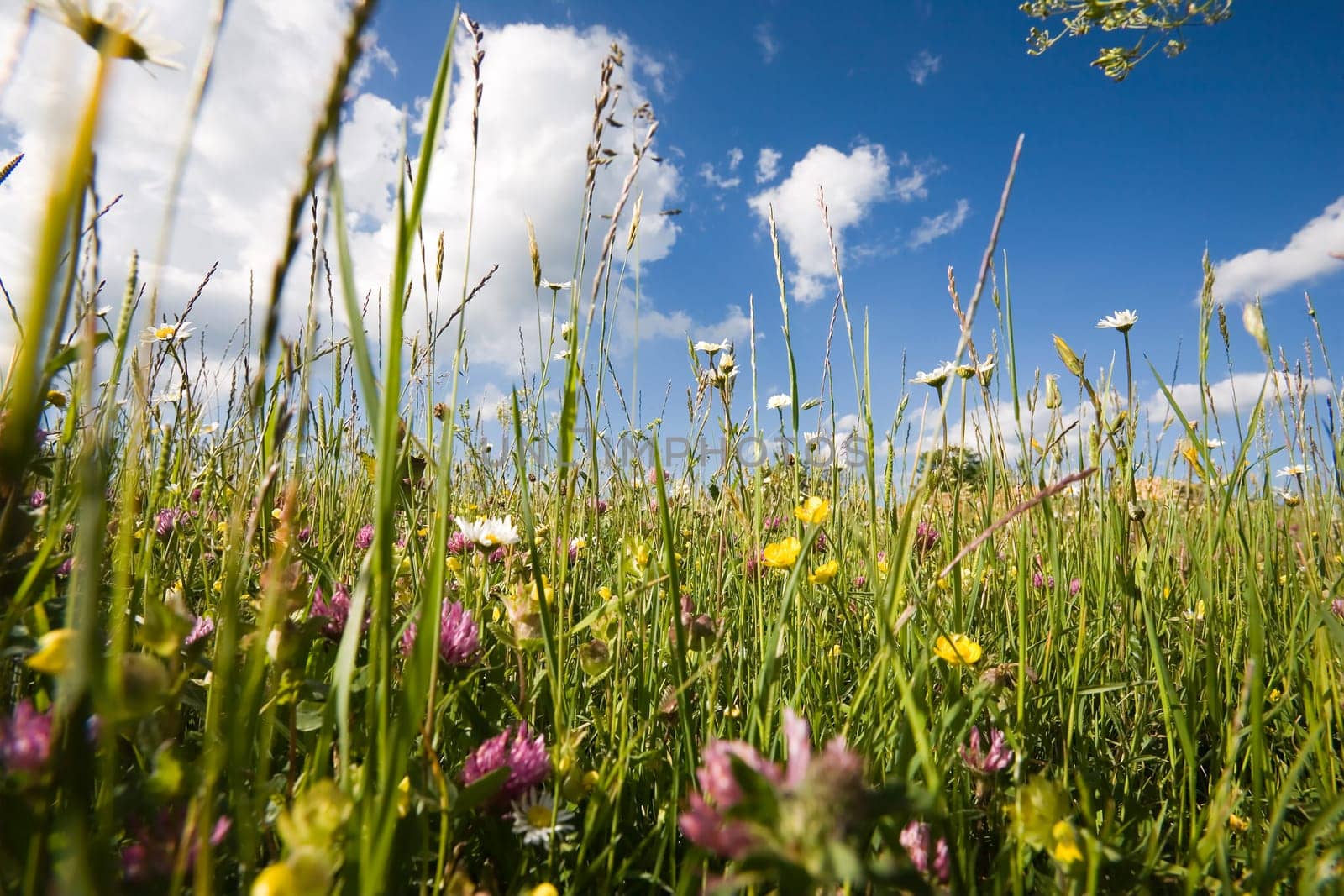 Spring meadow on the Alb