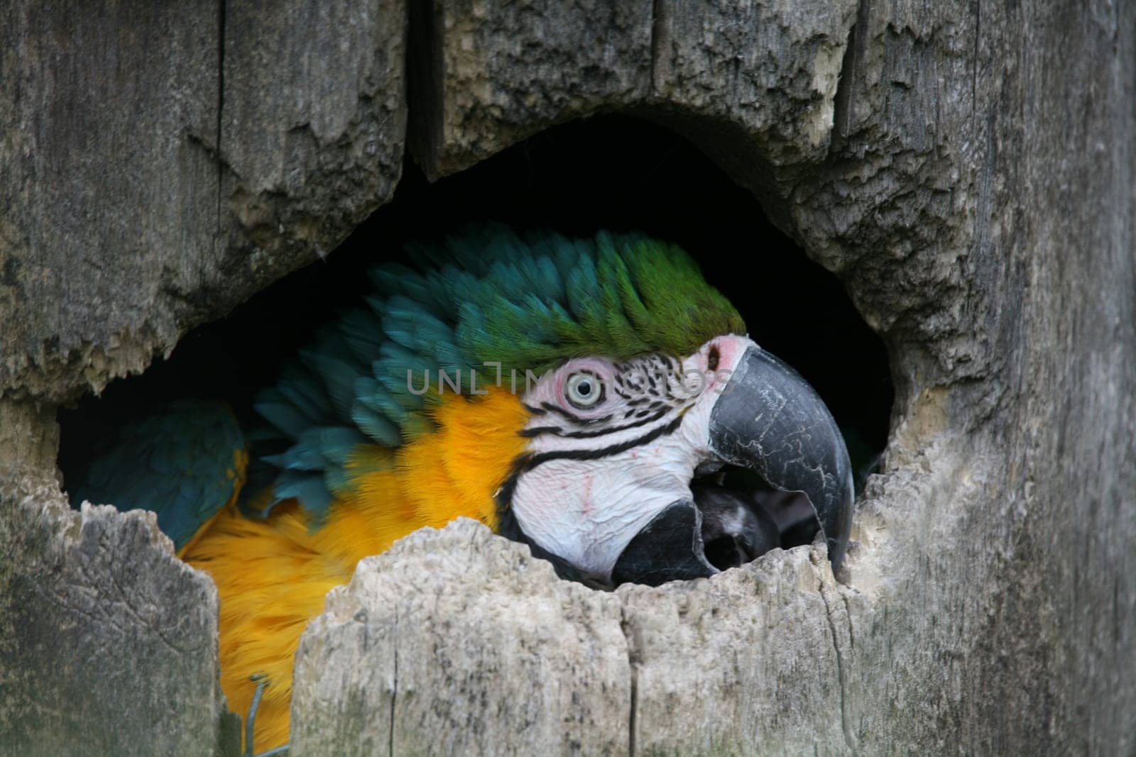 In a hollow of a tree