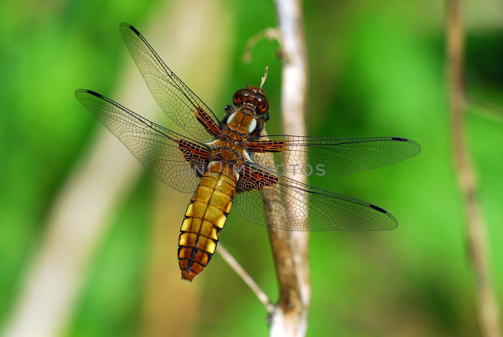 Four-spotted dragonfly