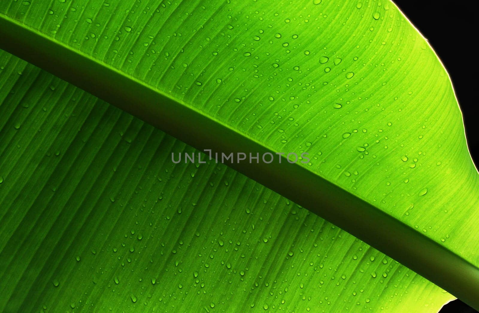 Banana leaf