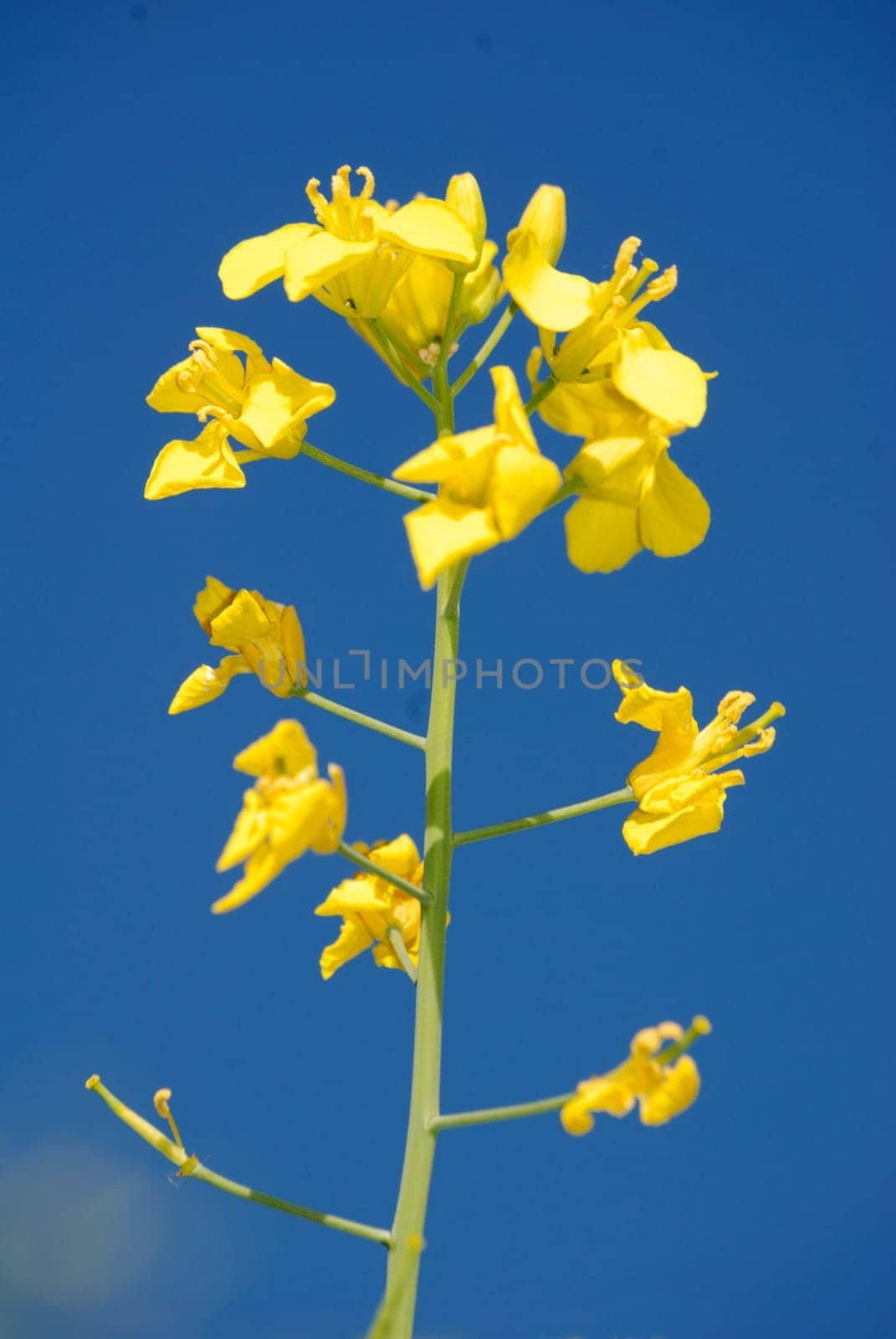 Rapeseed blossom