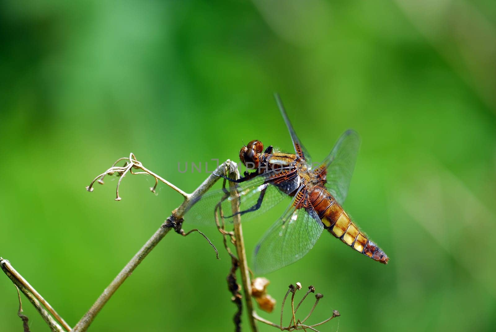 Four-spotted chaser