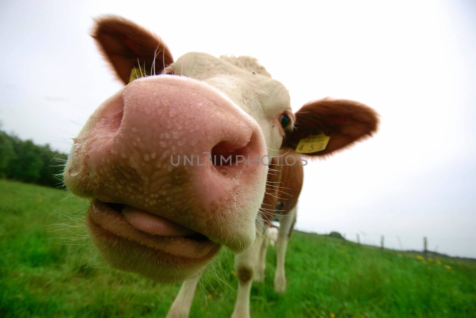 Cow Elsa