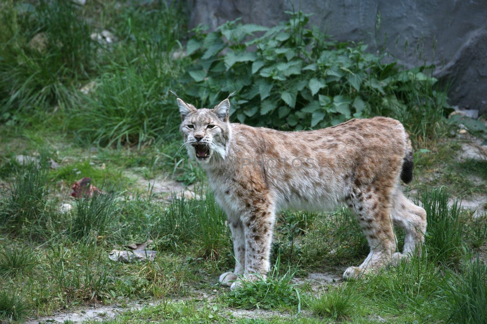 Hissing cat