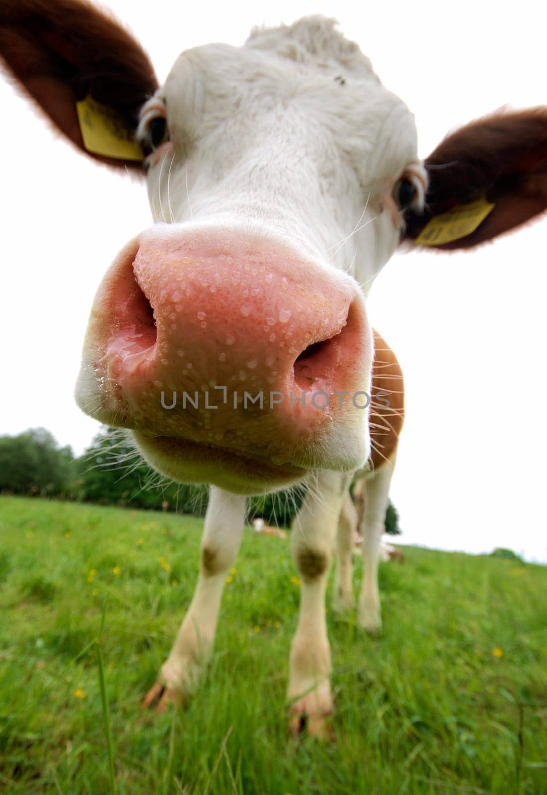 Cow from frog's eye view