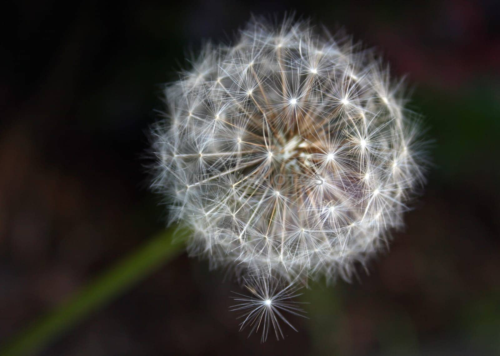 Dandelion