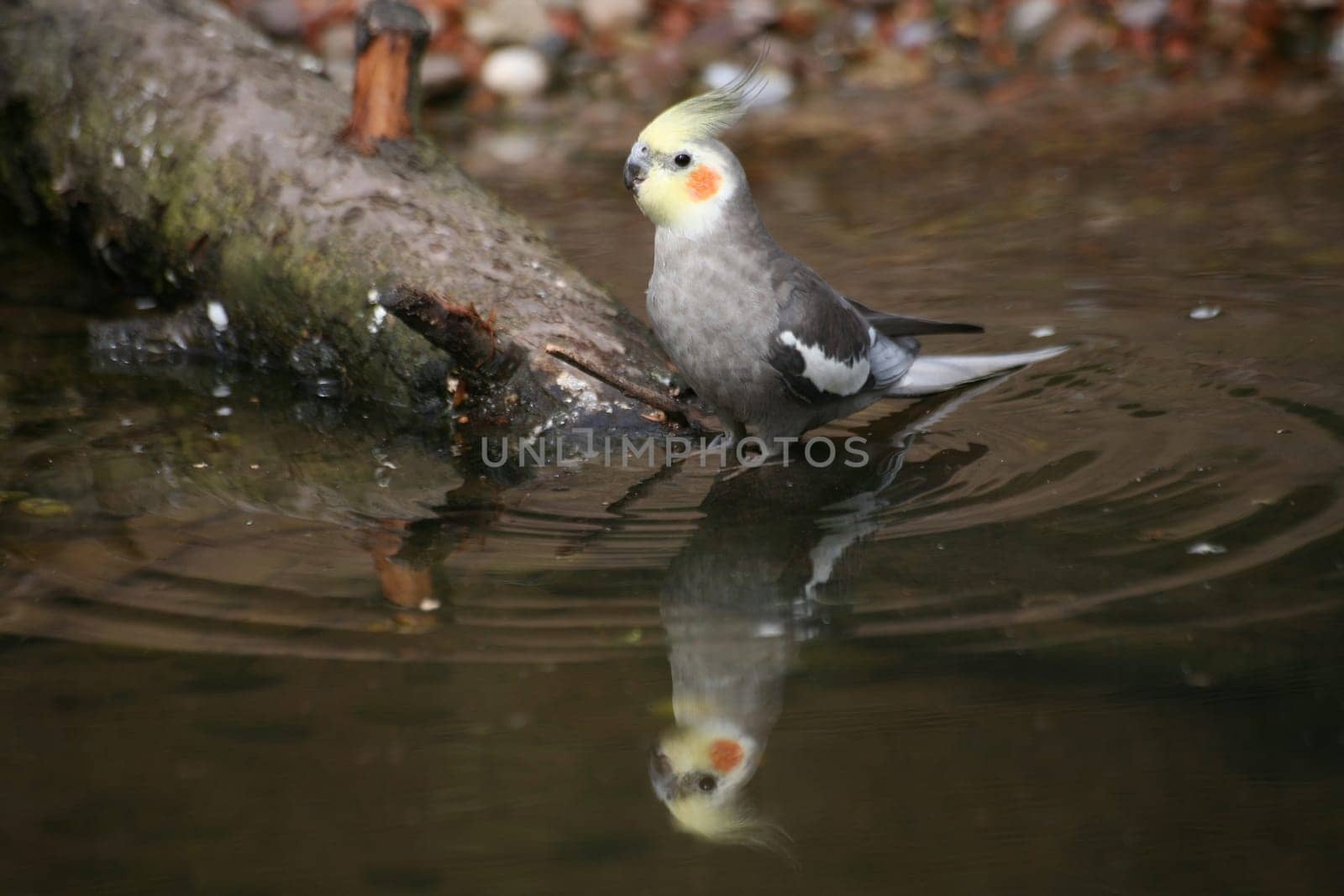 At a watering hole