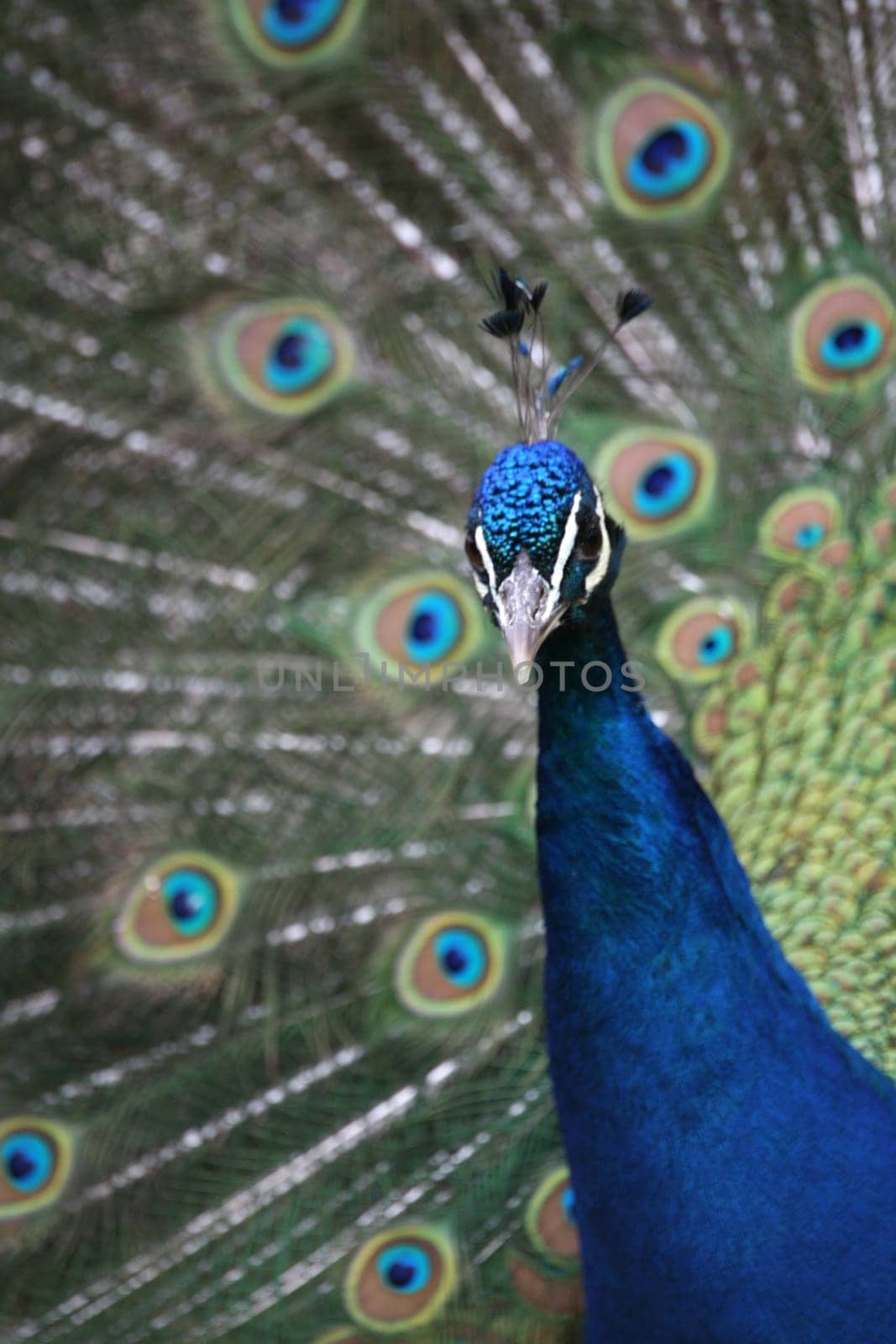 Pavo cristatus