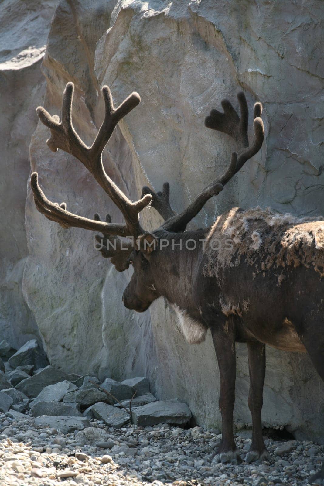Rangifer tarandus
