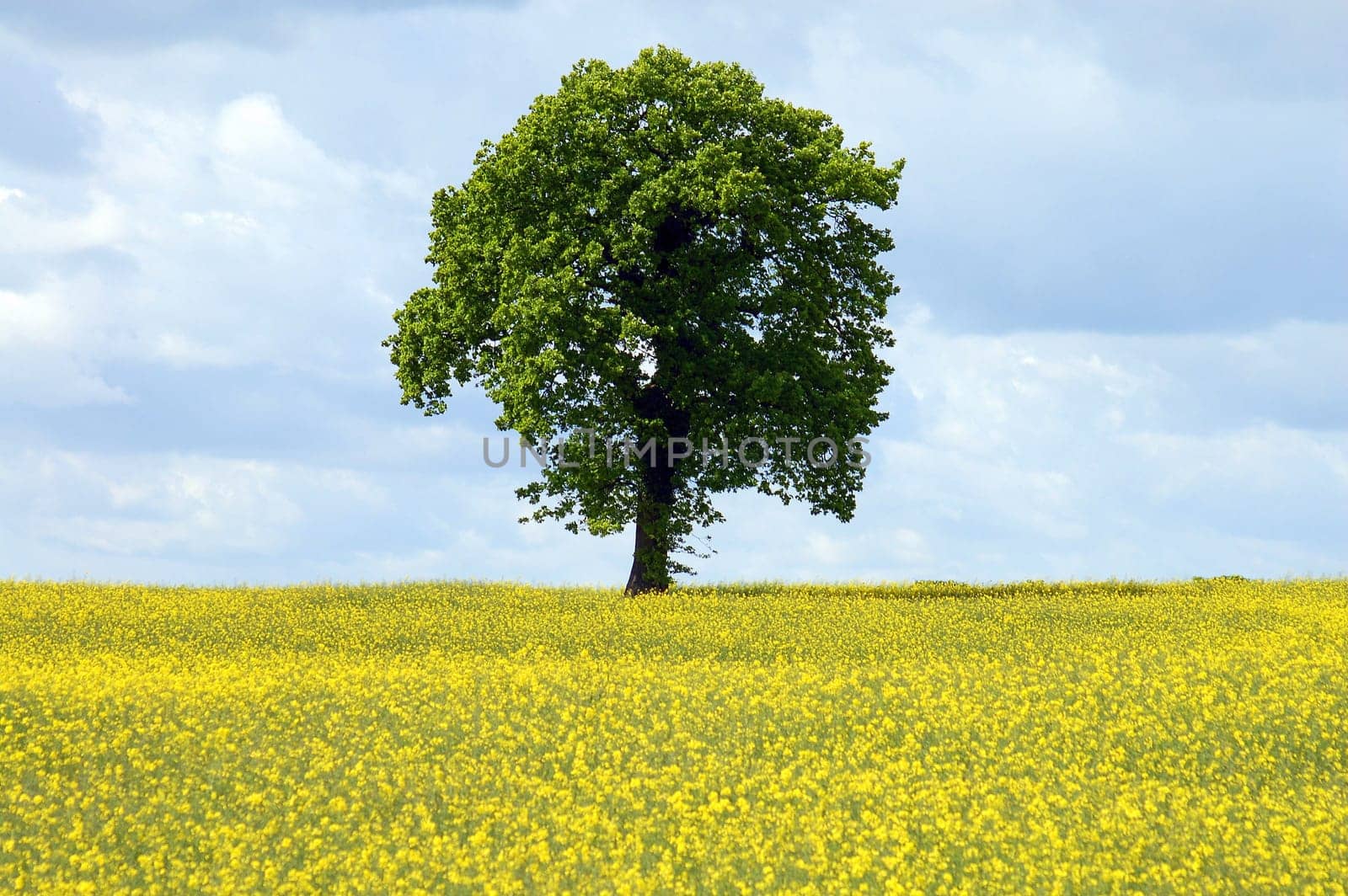 Tree in rapeseed