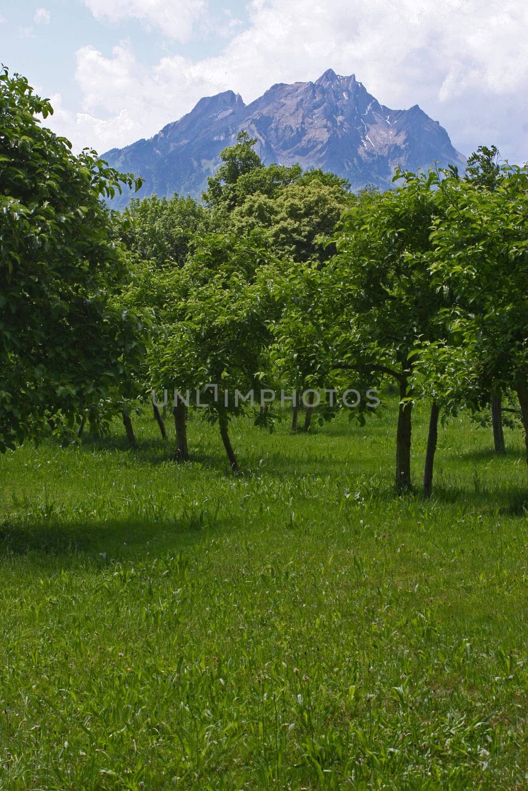 Orchard meadow