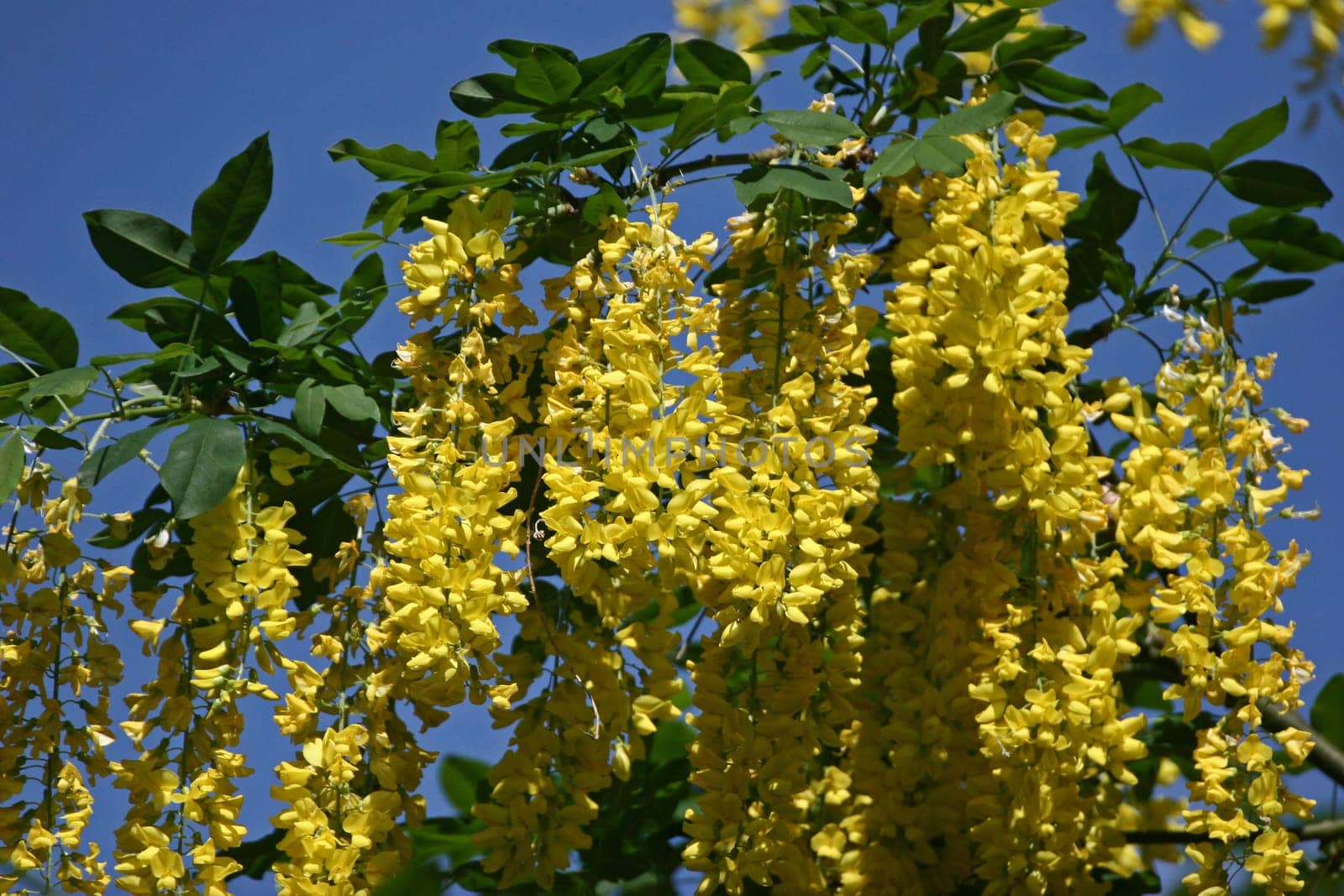 Laburnum
