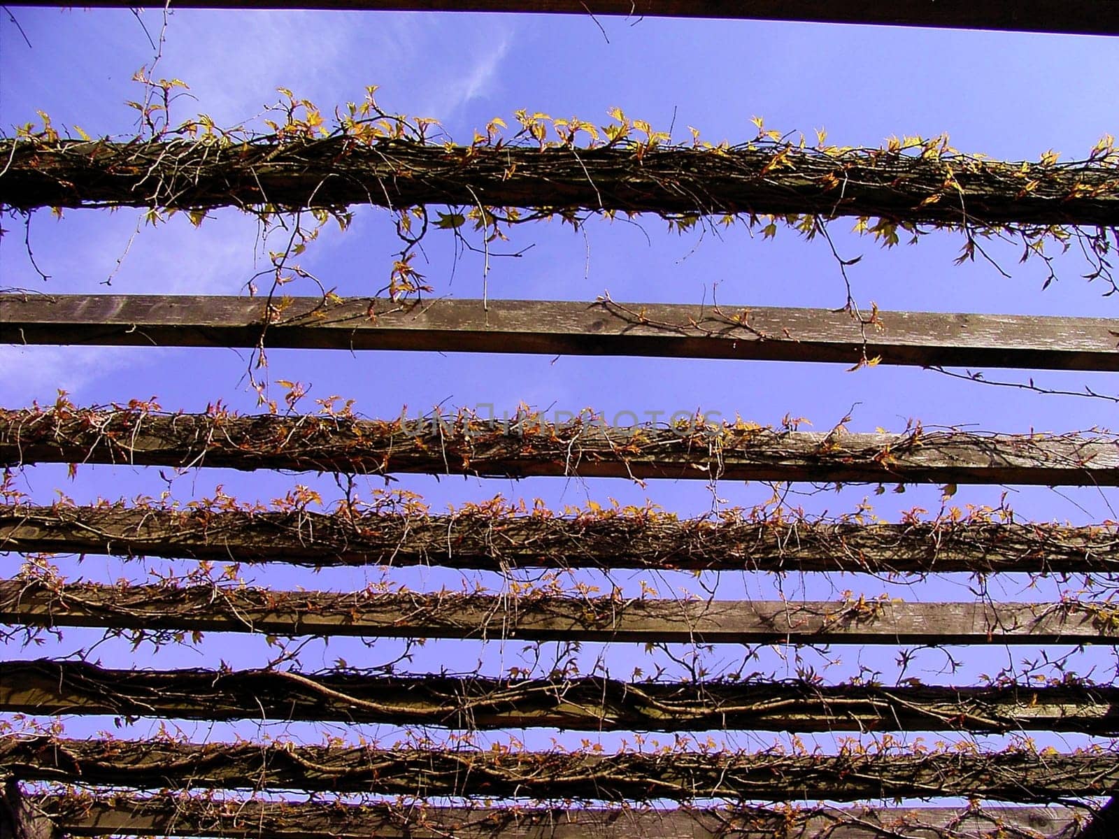 Pergola