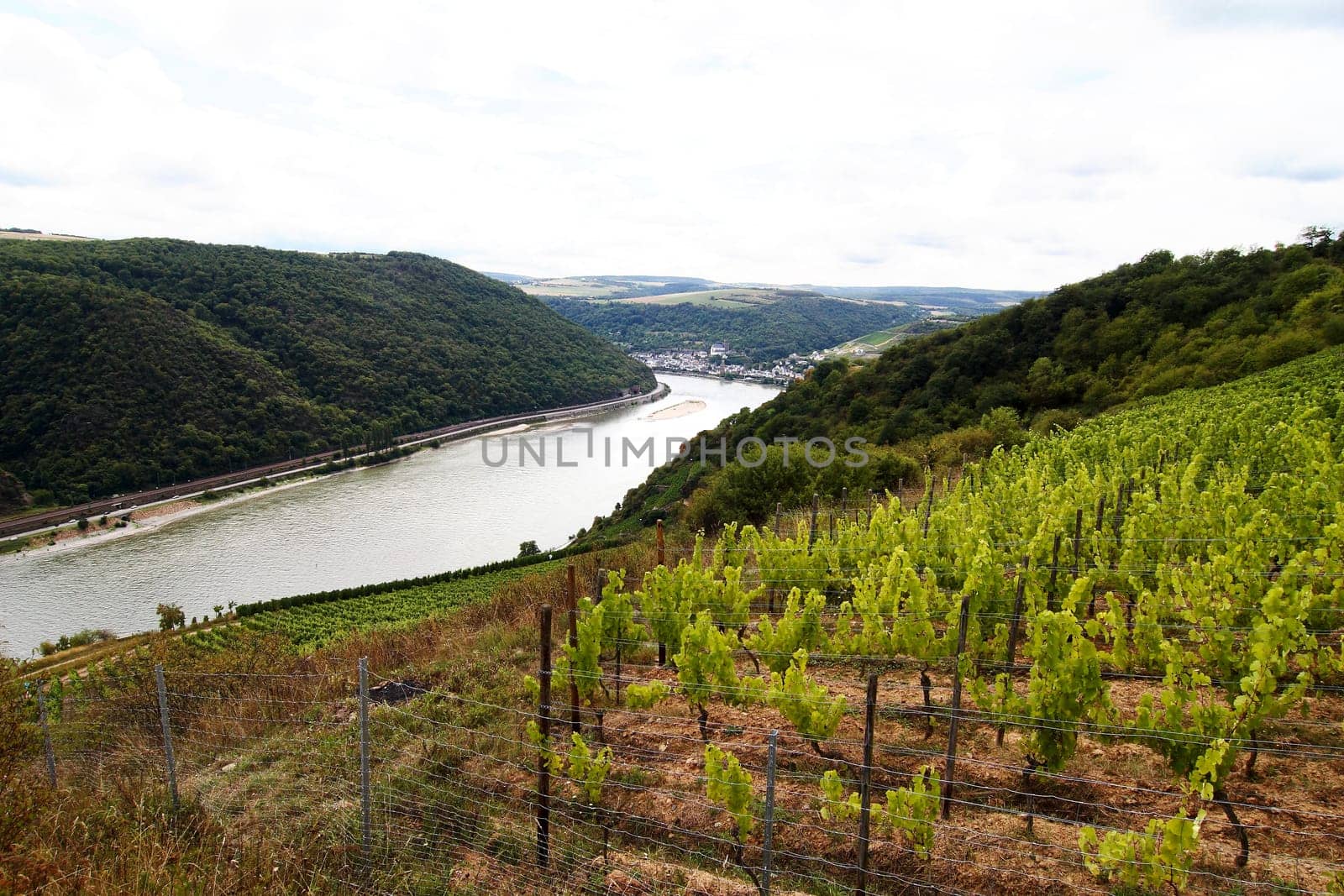 Vineyard