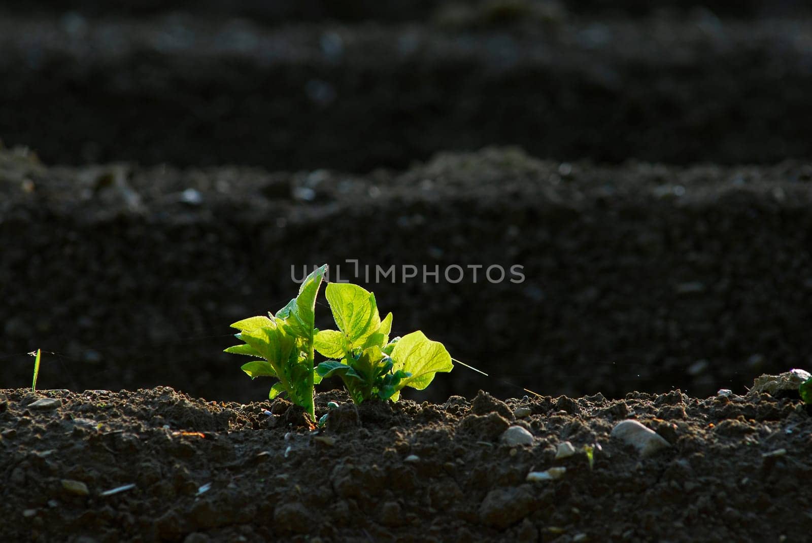 Potato field 3