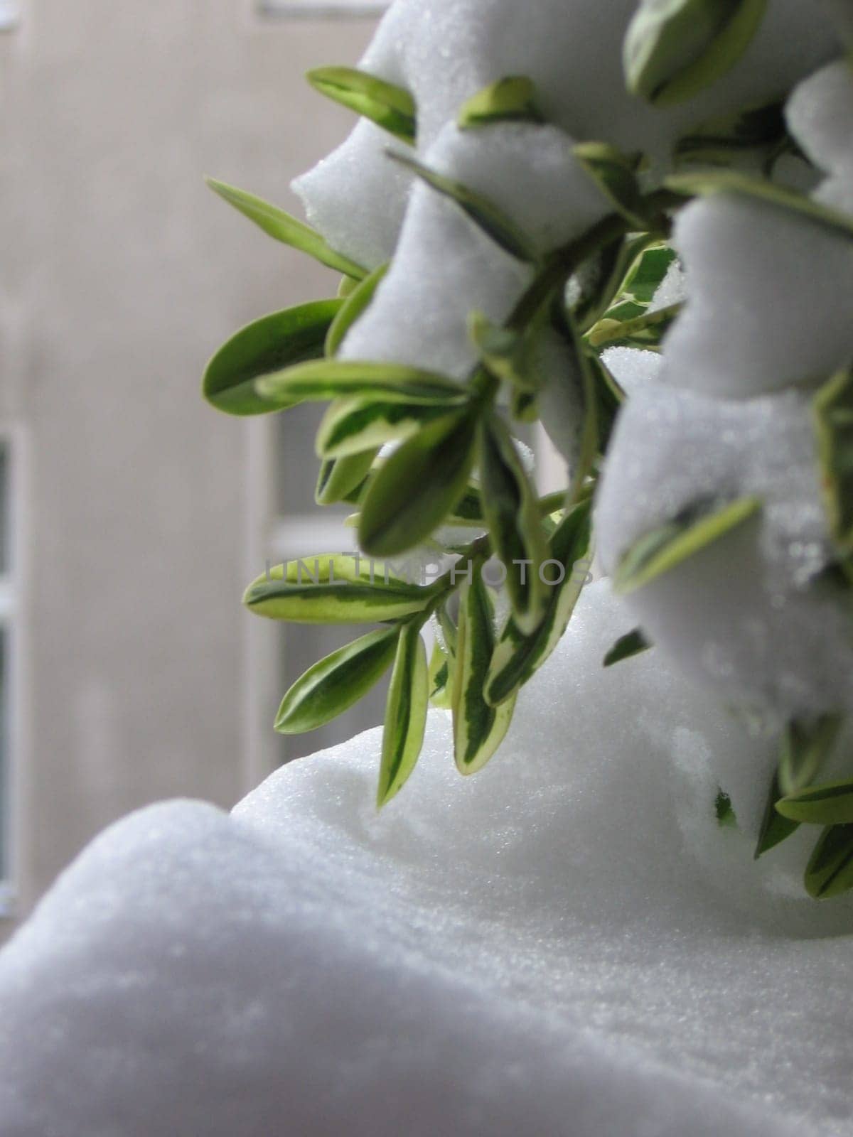 Spring