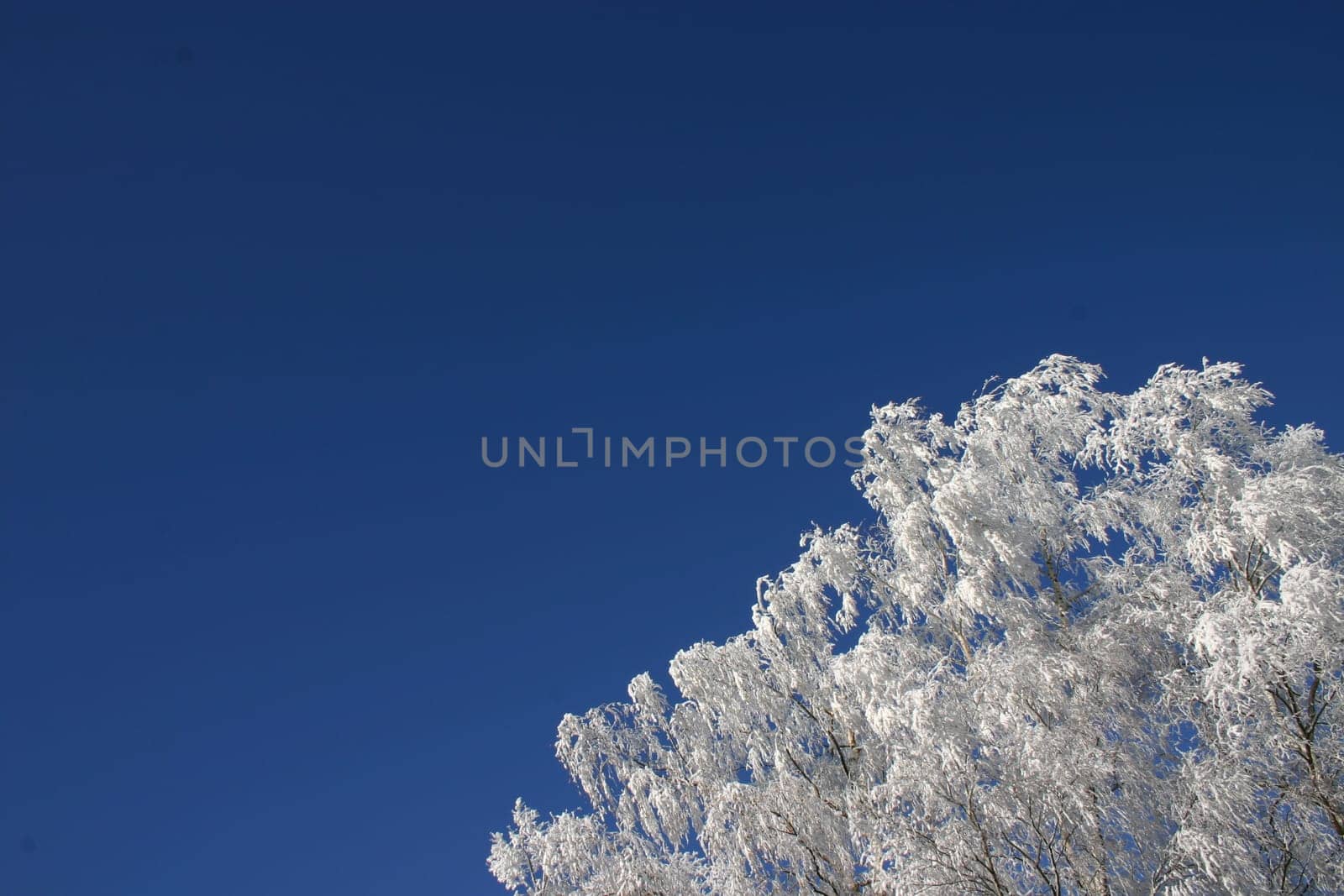 Tree with hoarfrost
