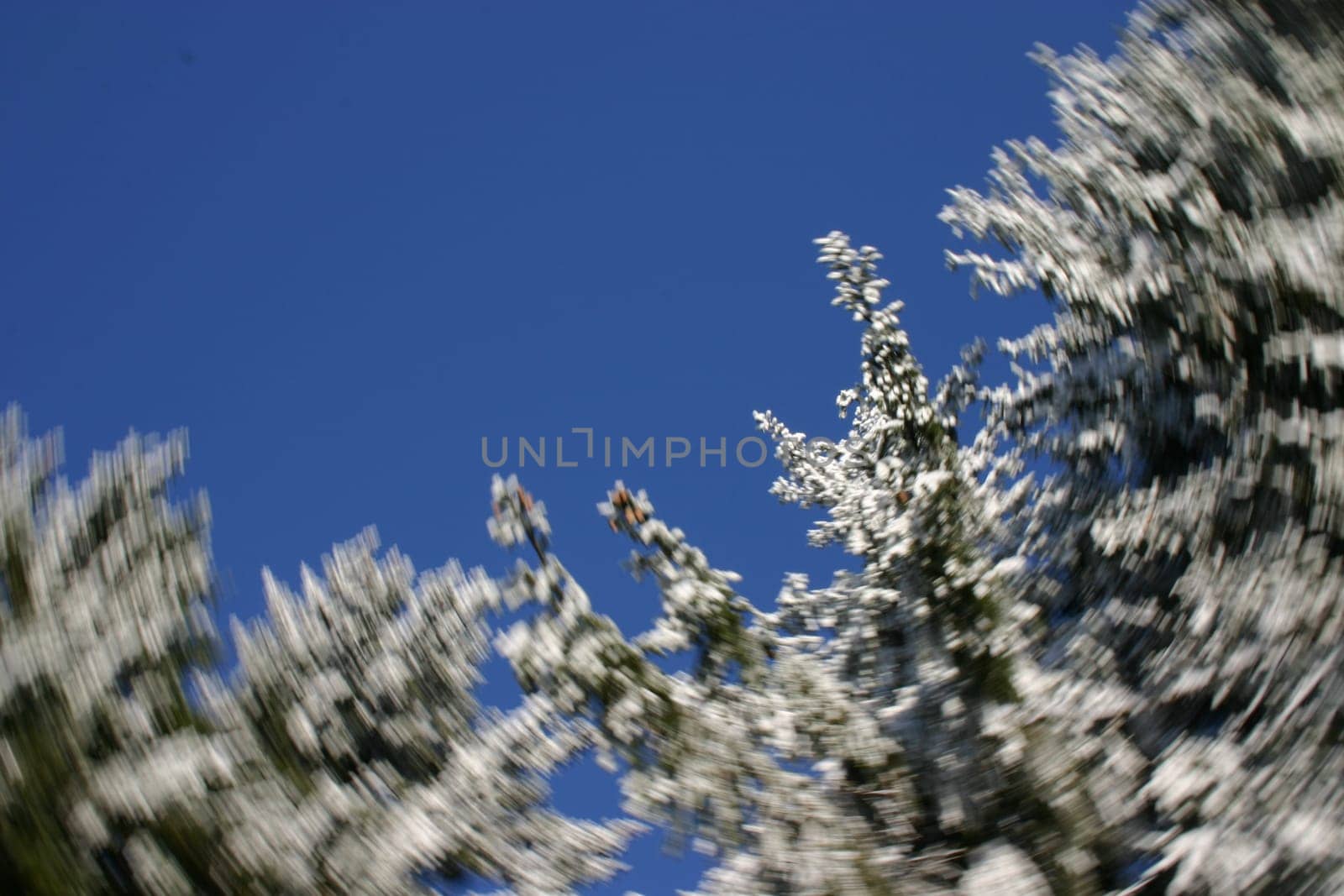 Winter forest rotates