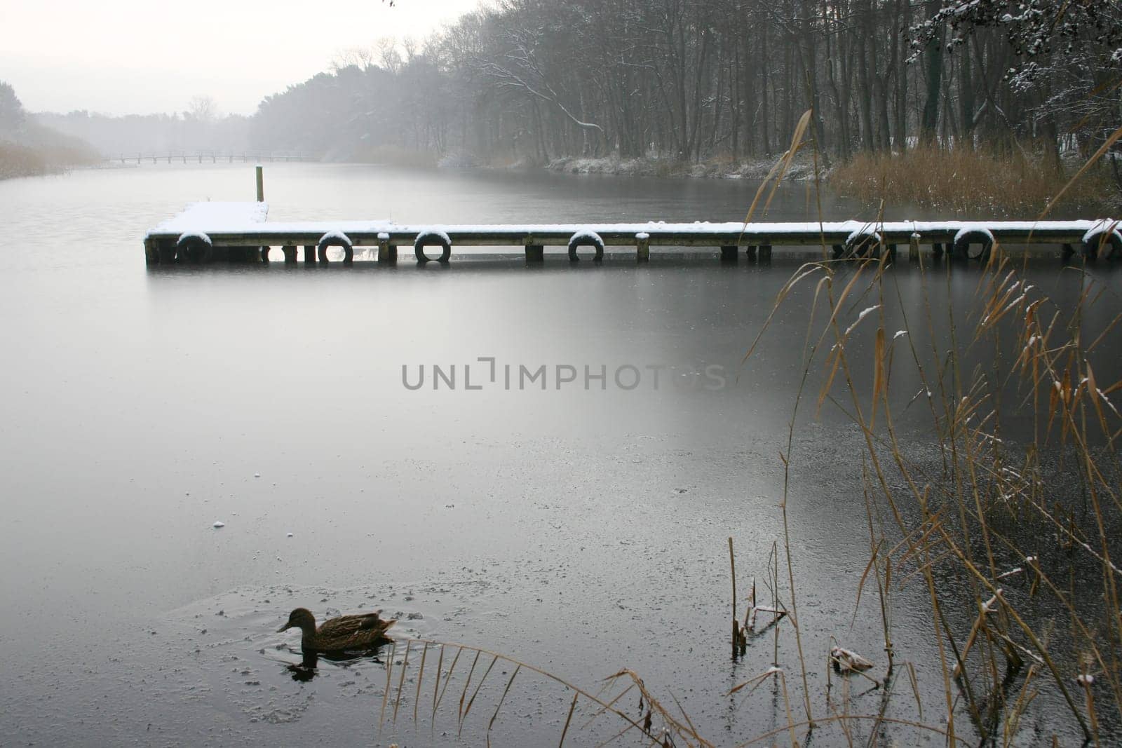 Duck in the lake