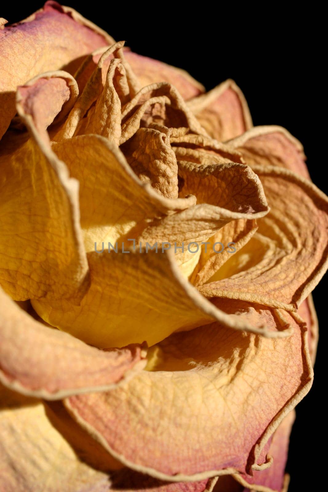 Rose (detail)