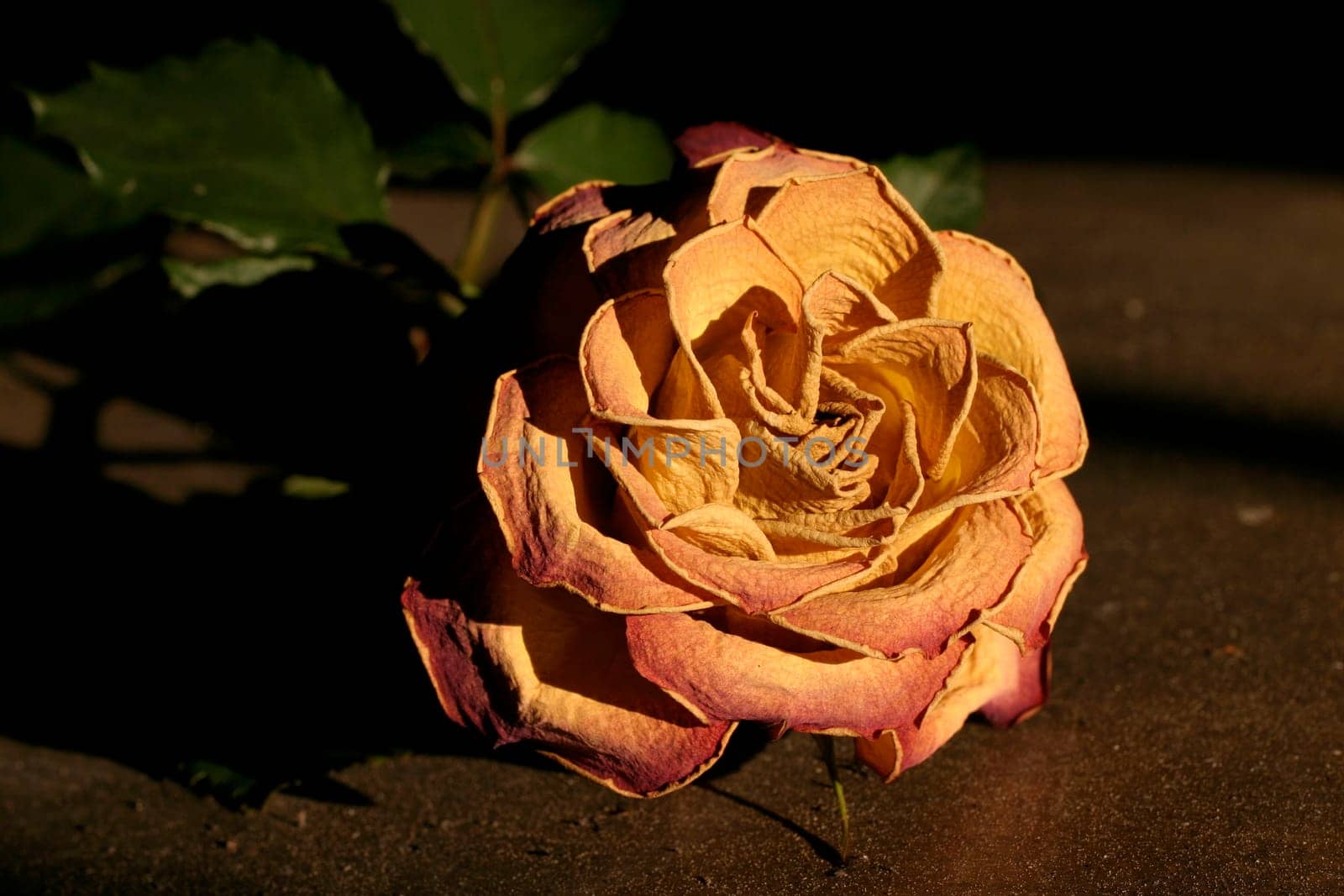 rose without hip without rosehip