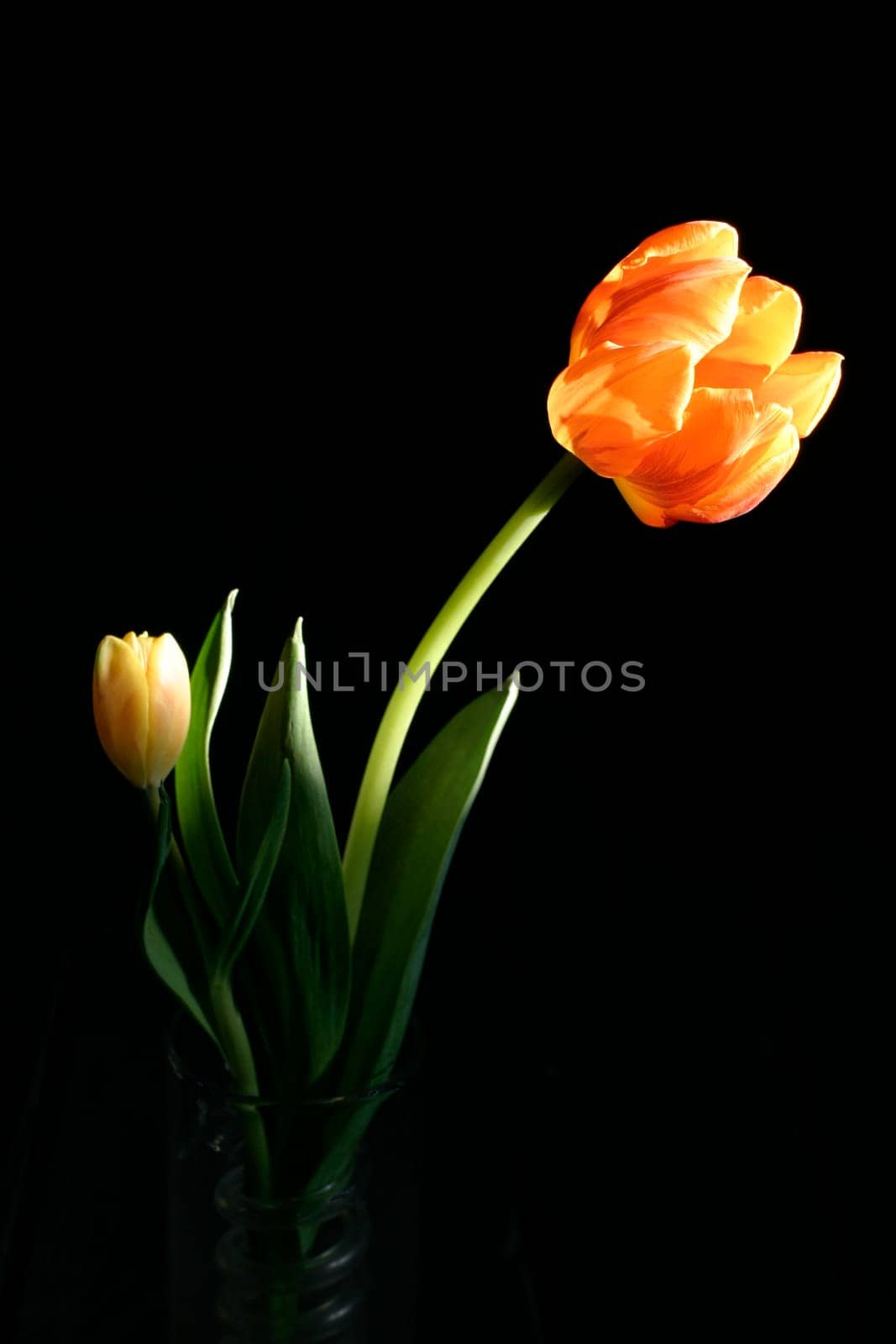 Tulip