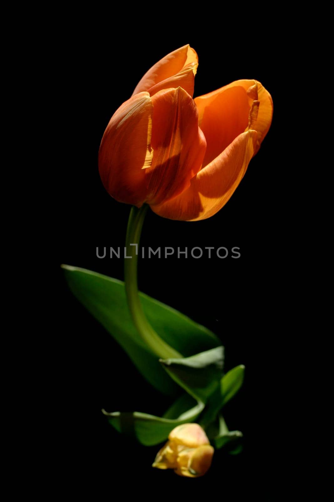 Tulip