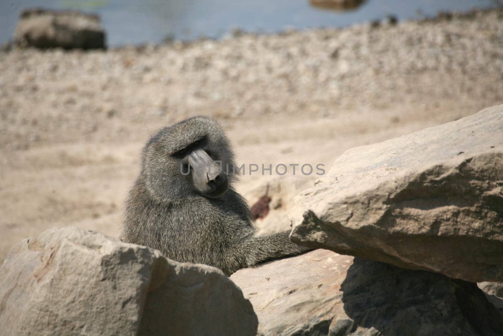 Anus baboon male