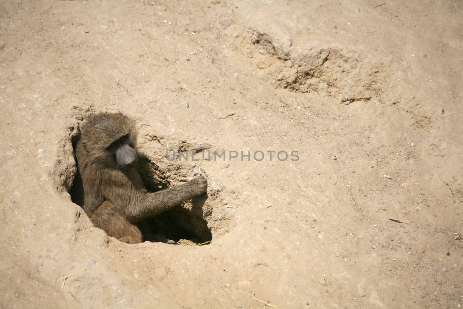 Olive baboon