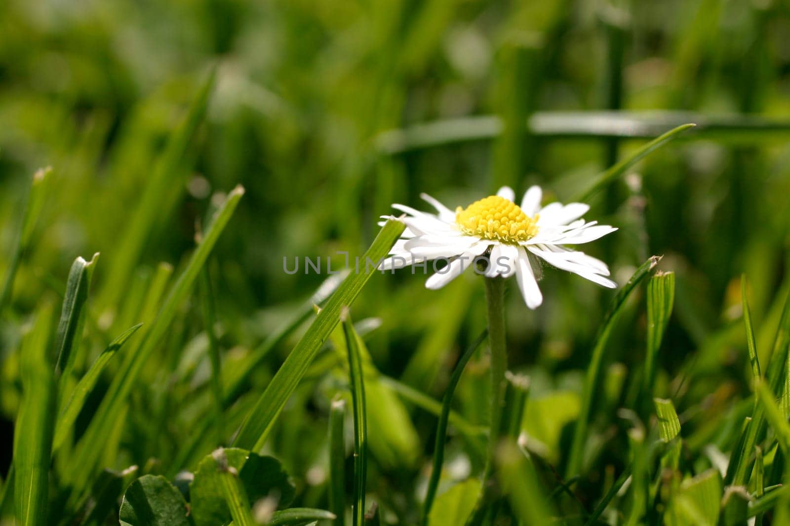 Daisy