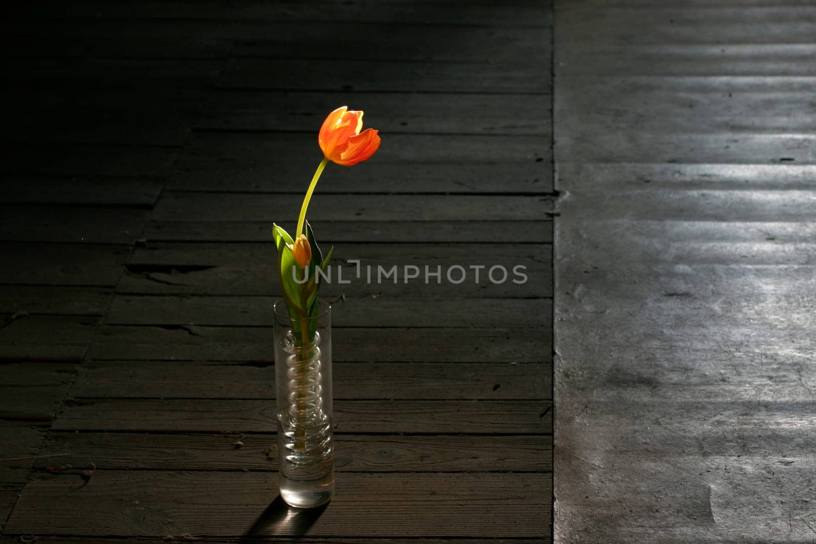 Tulip in vase