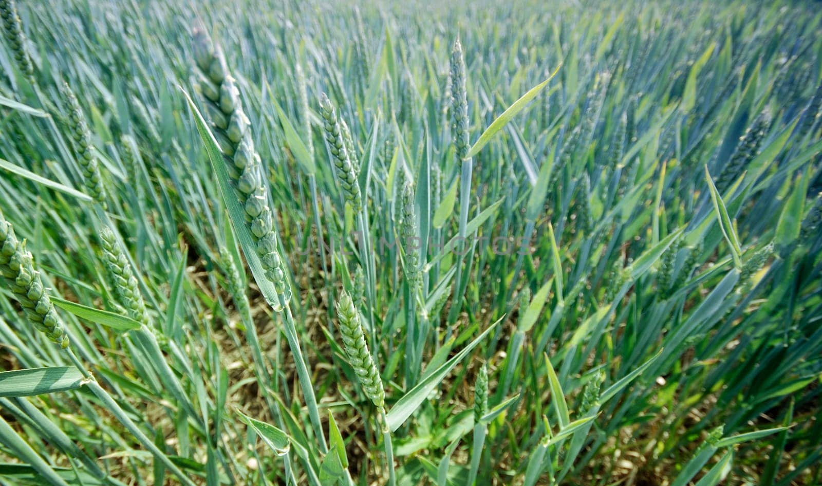 Wheatfield