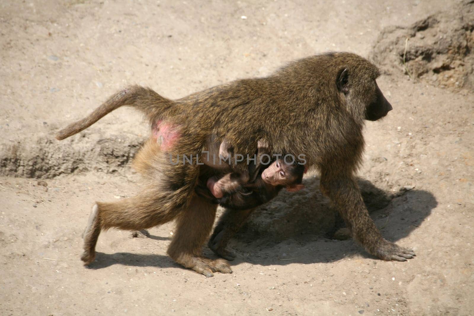 Anubis baboons