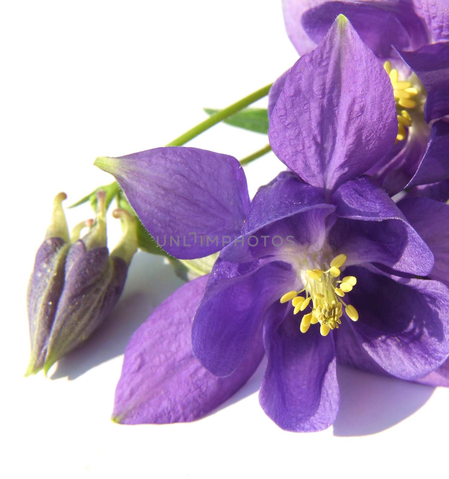 Columbine