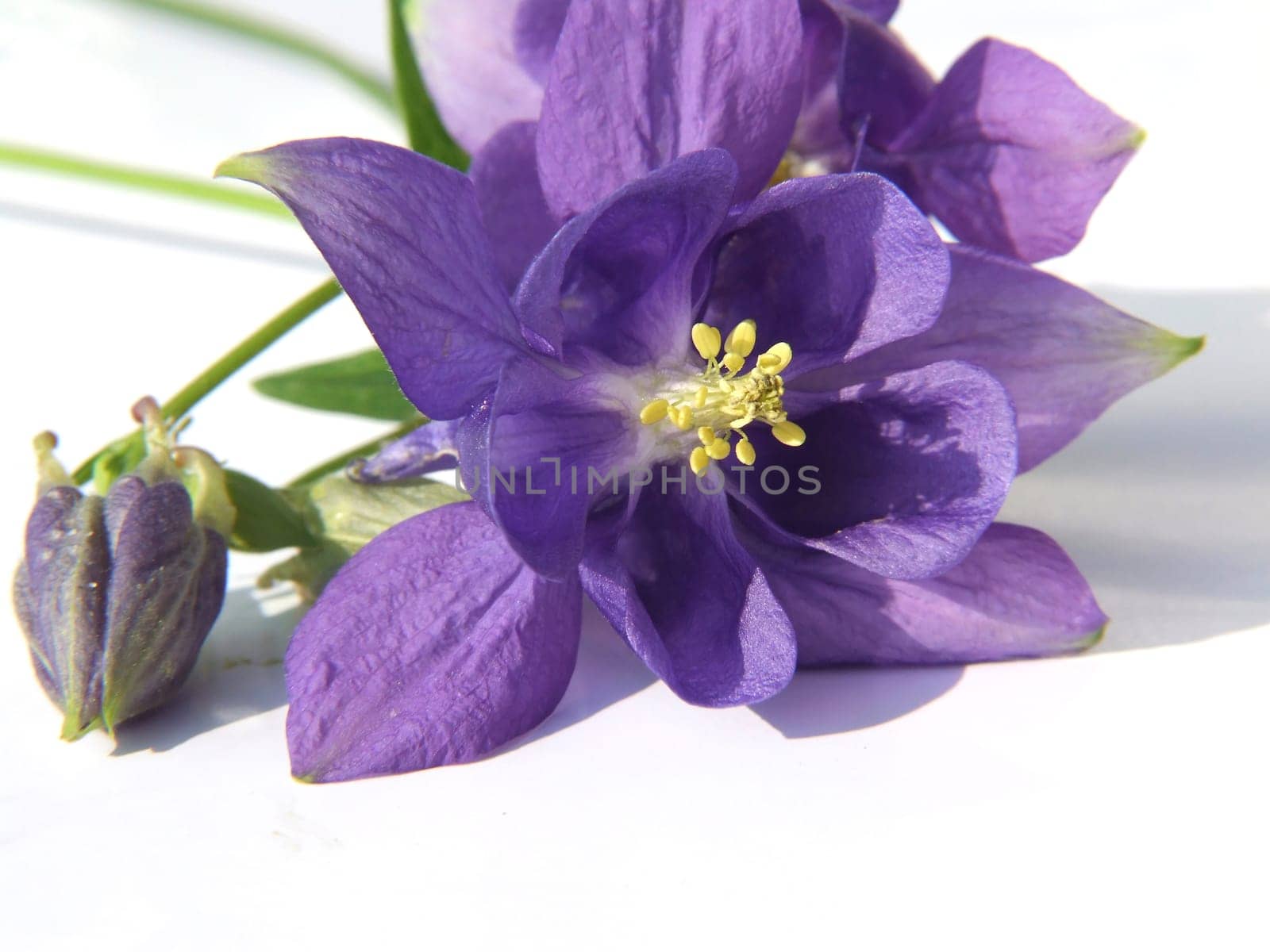 columbine