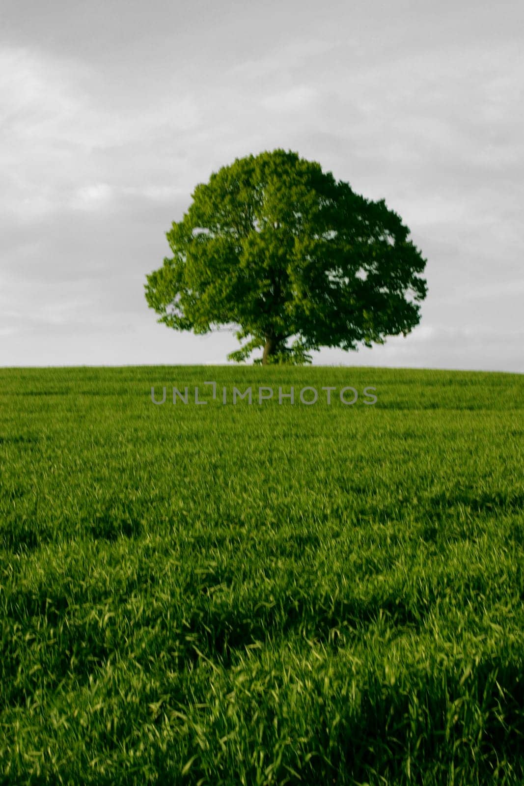 tree without christmas