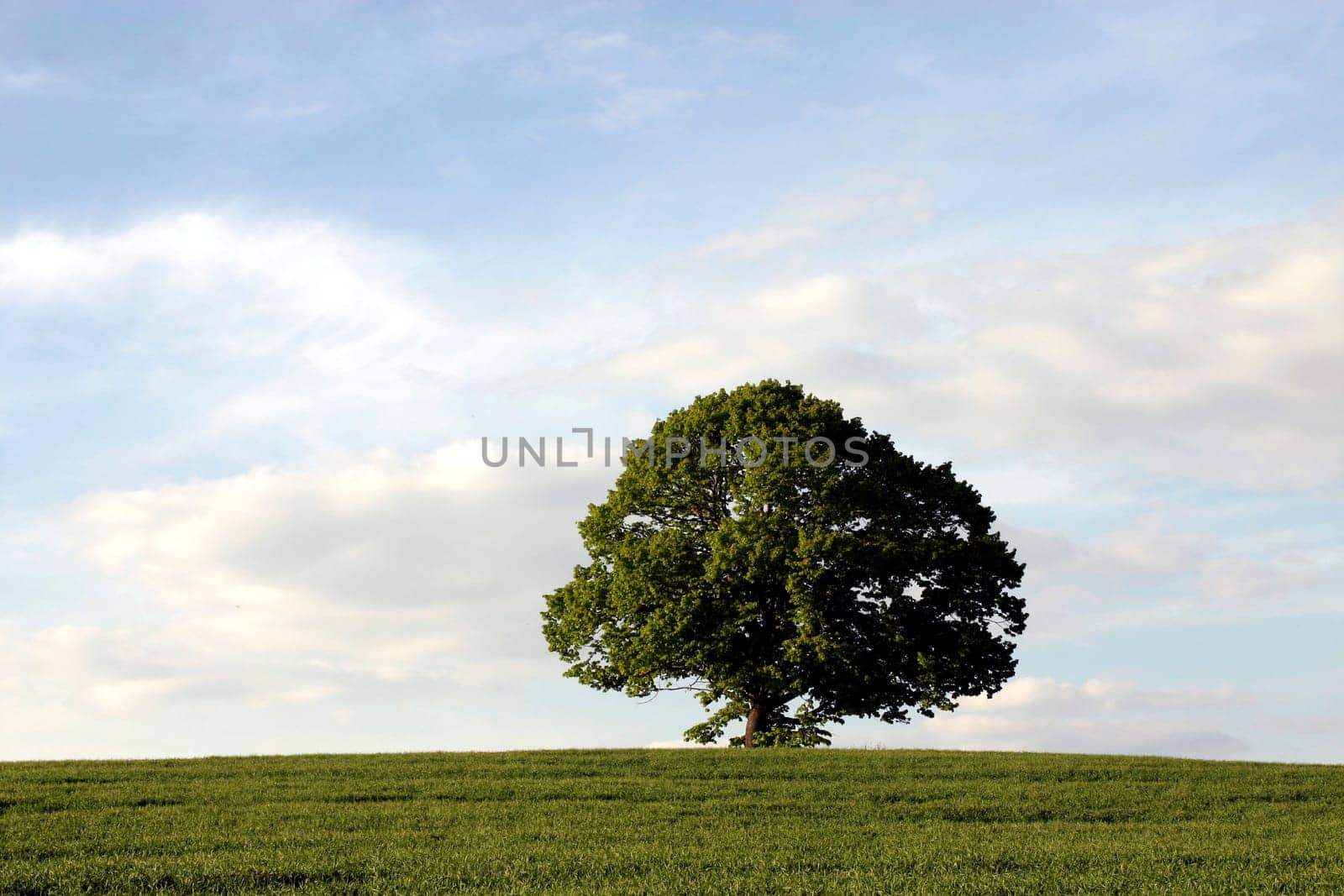 tree without christmas