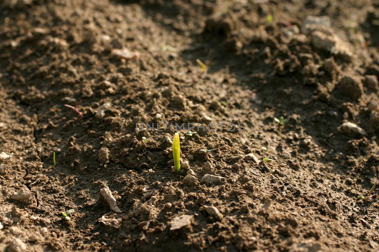 Growth