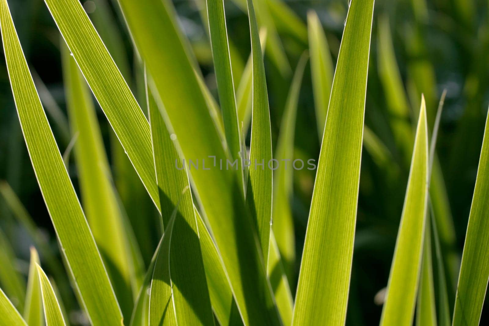 Leaves