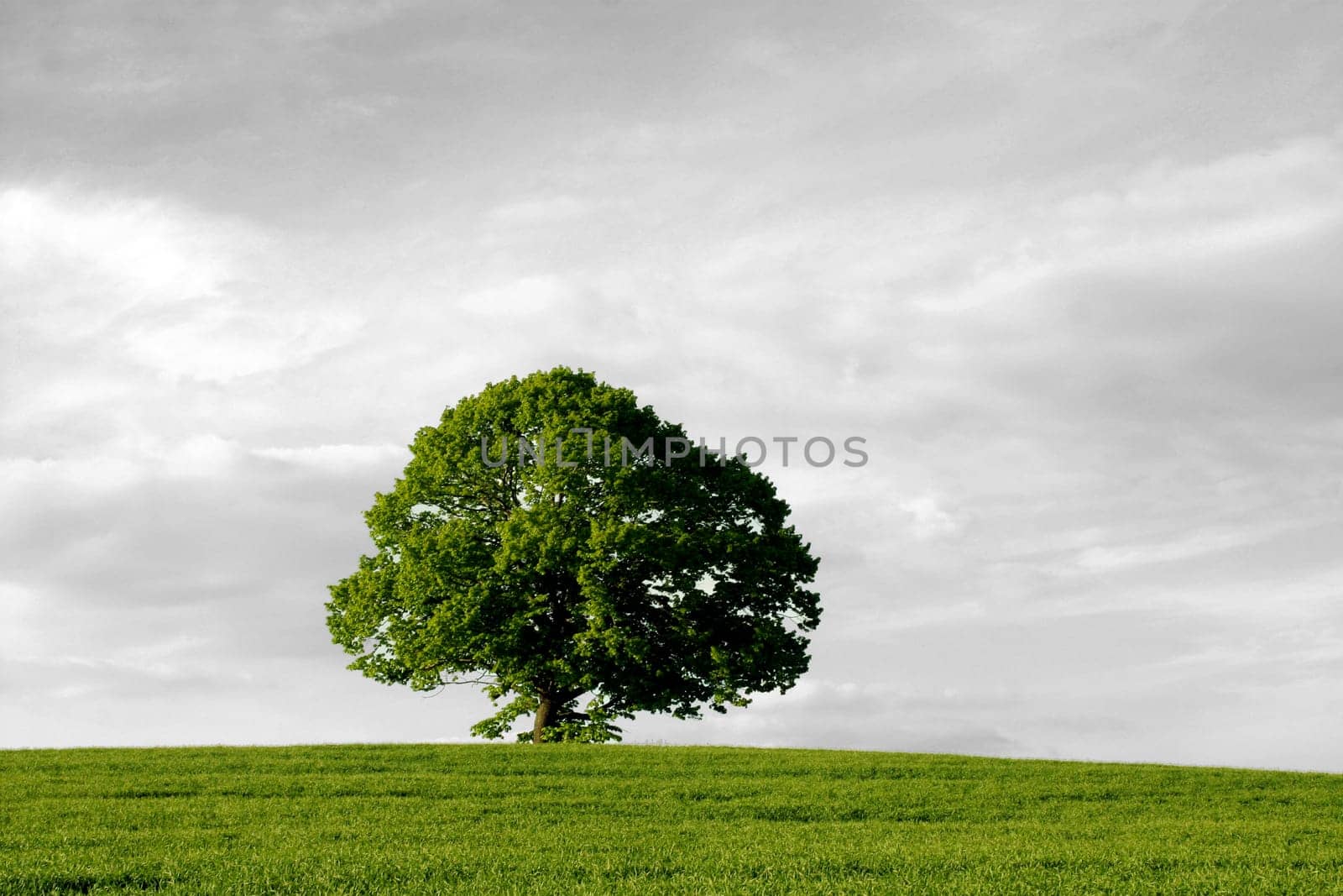 tree without christmas