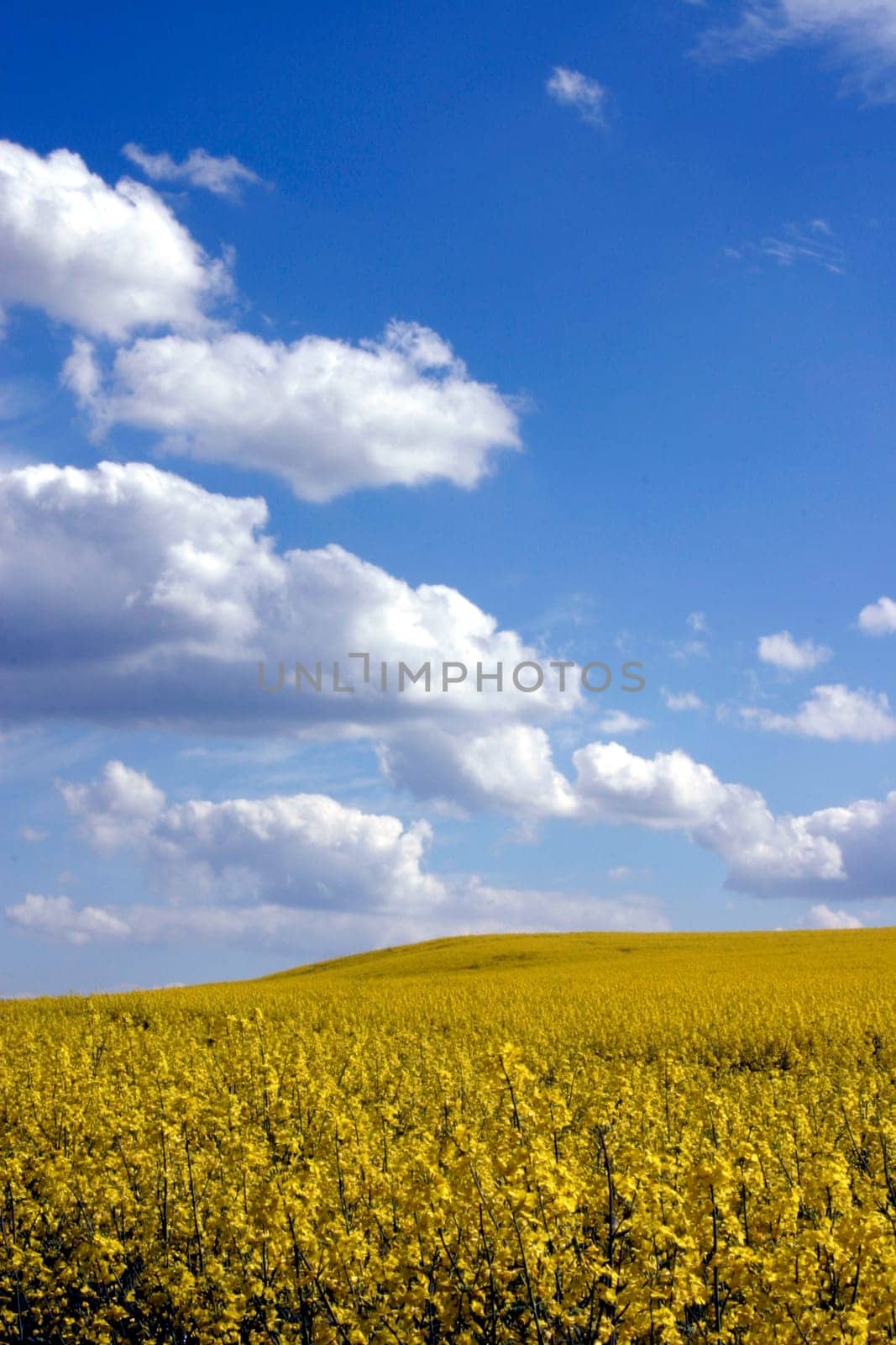Clouds and rapeseed field
