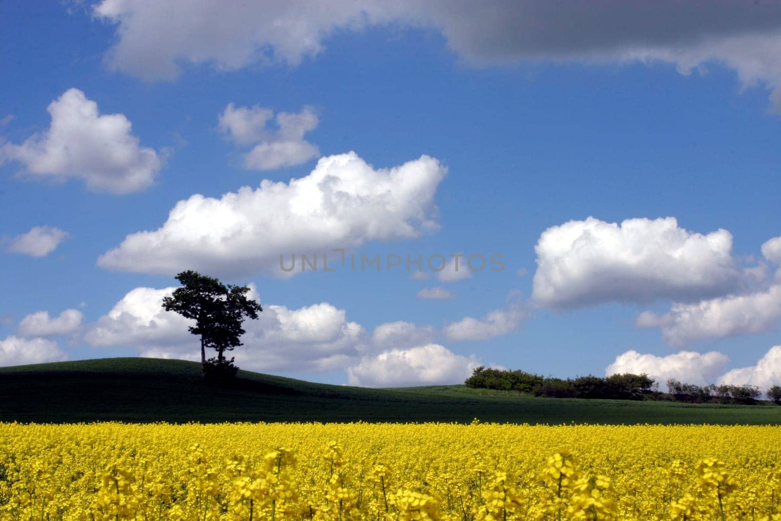Tree and rapeseed field