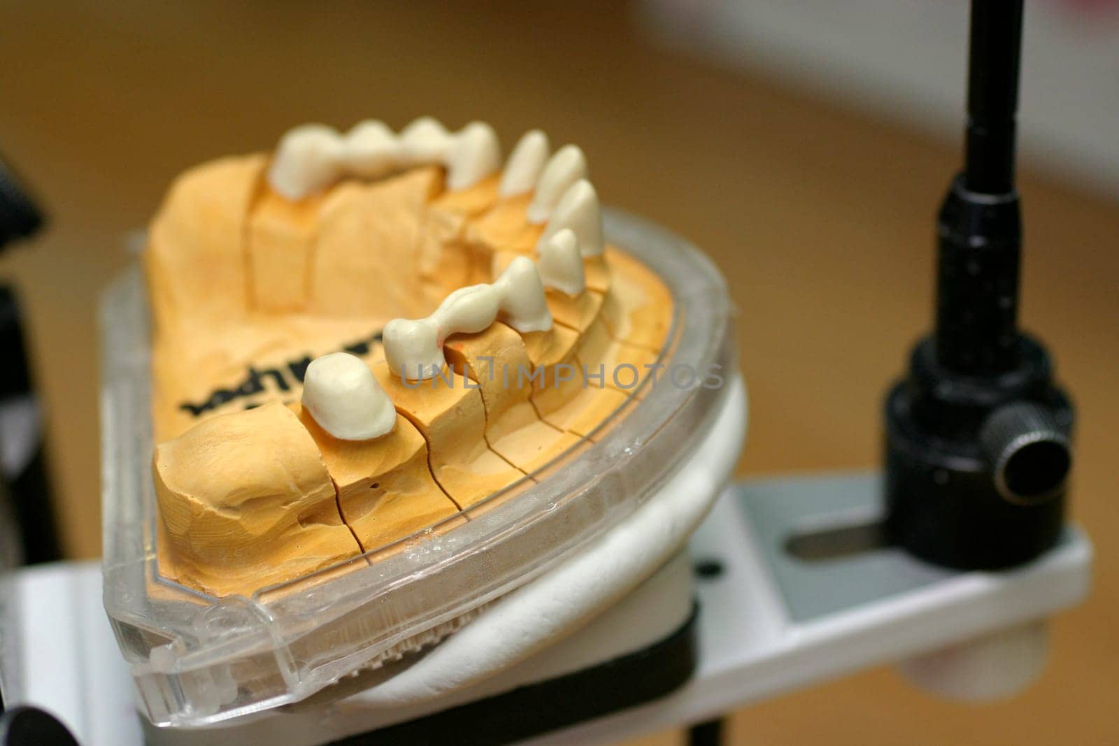 Tooth model