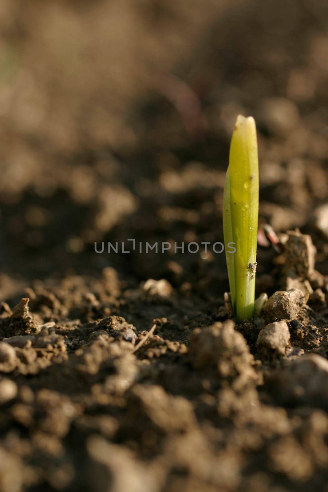 Seedling