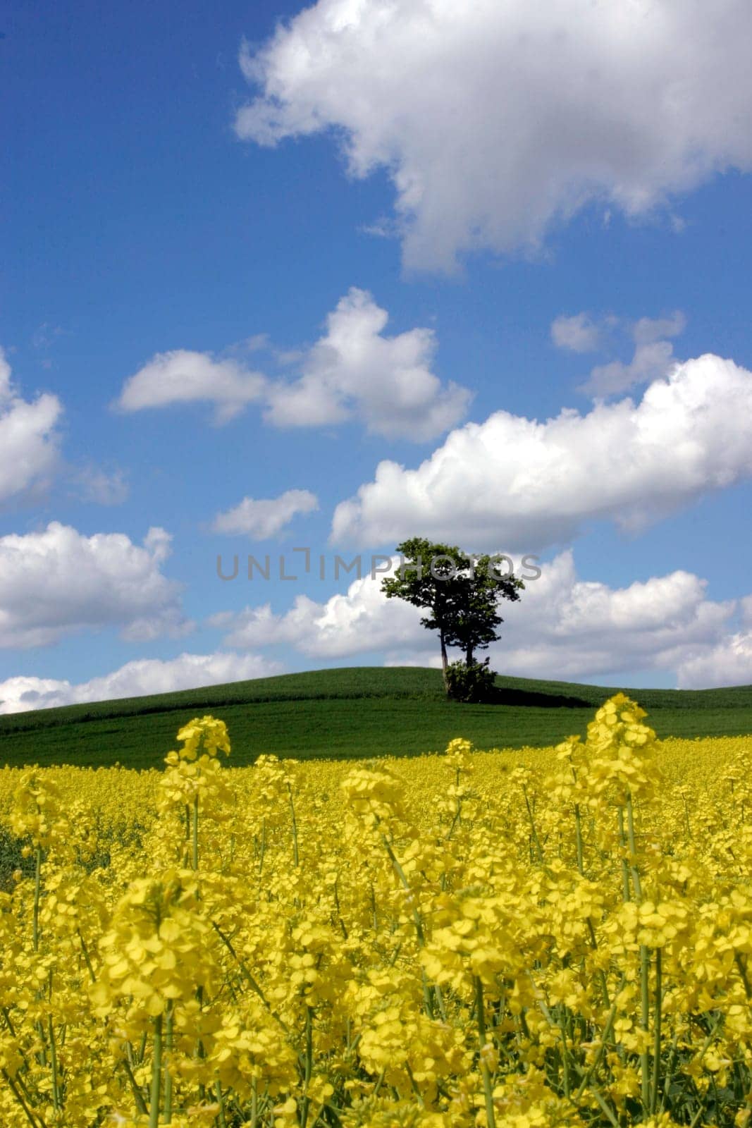 Tree and rapeseed field