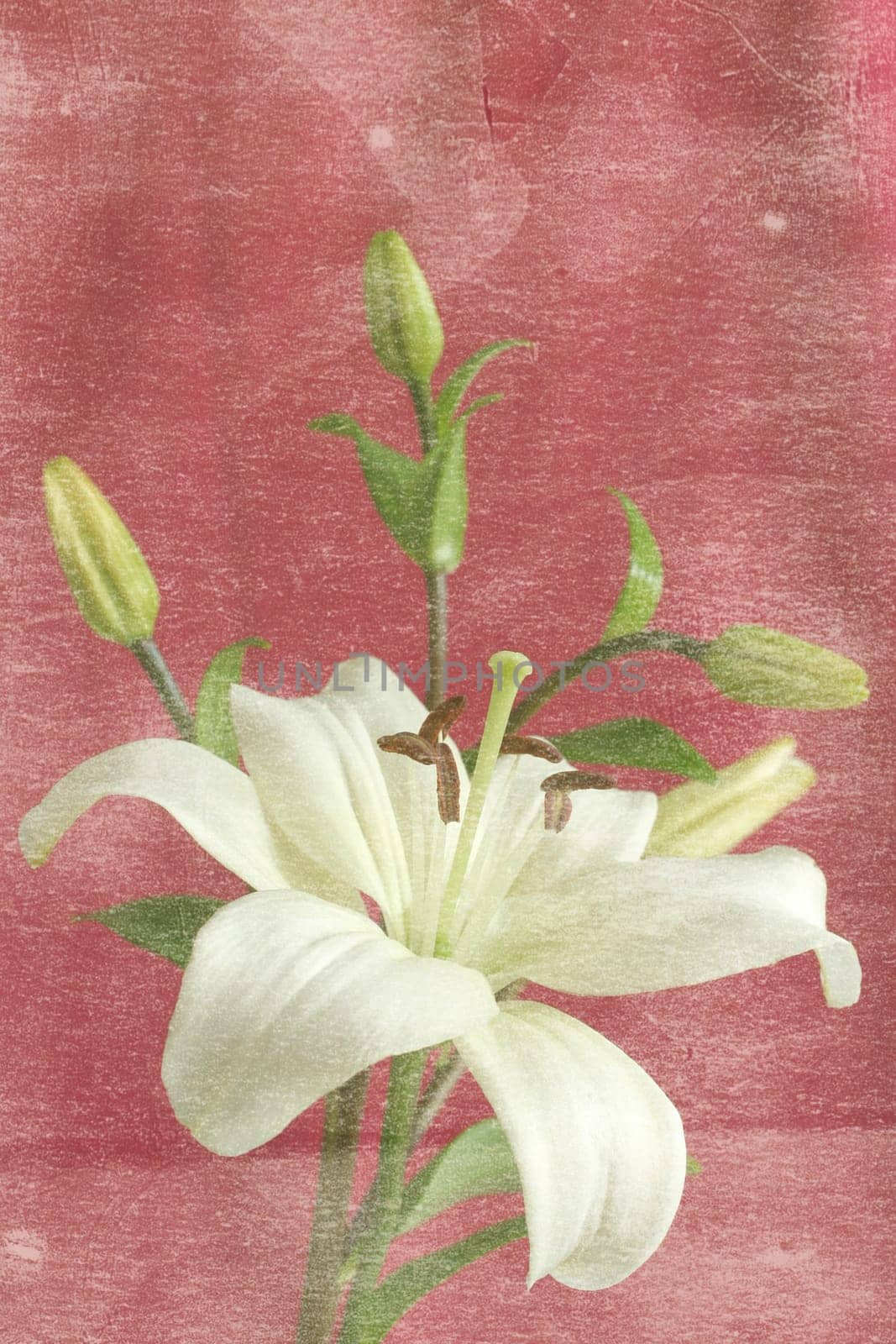 Lily