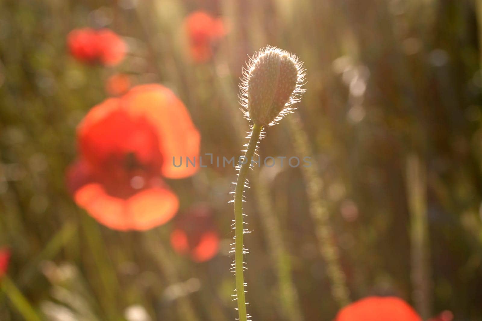Poppy