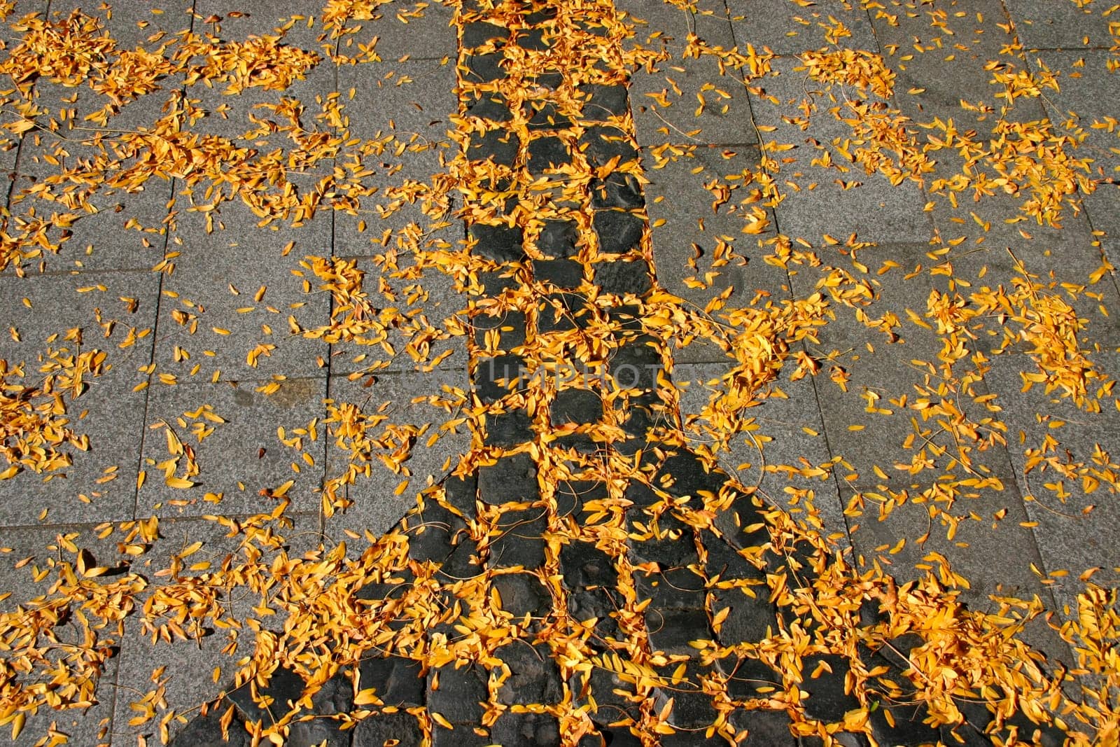 Leaves in autumn
