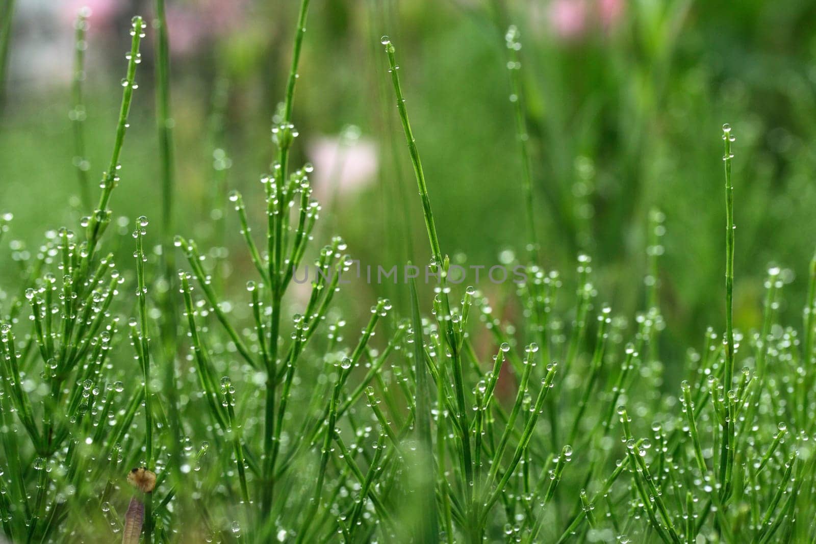 Field horsetail