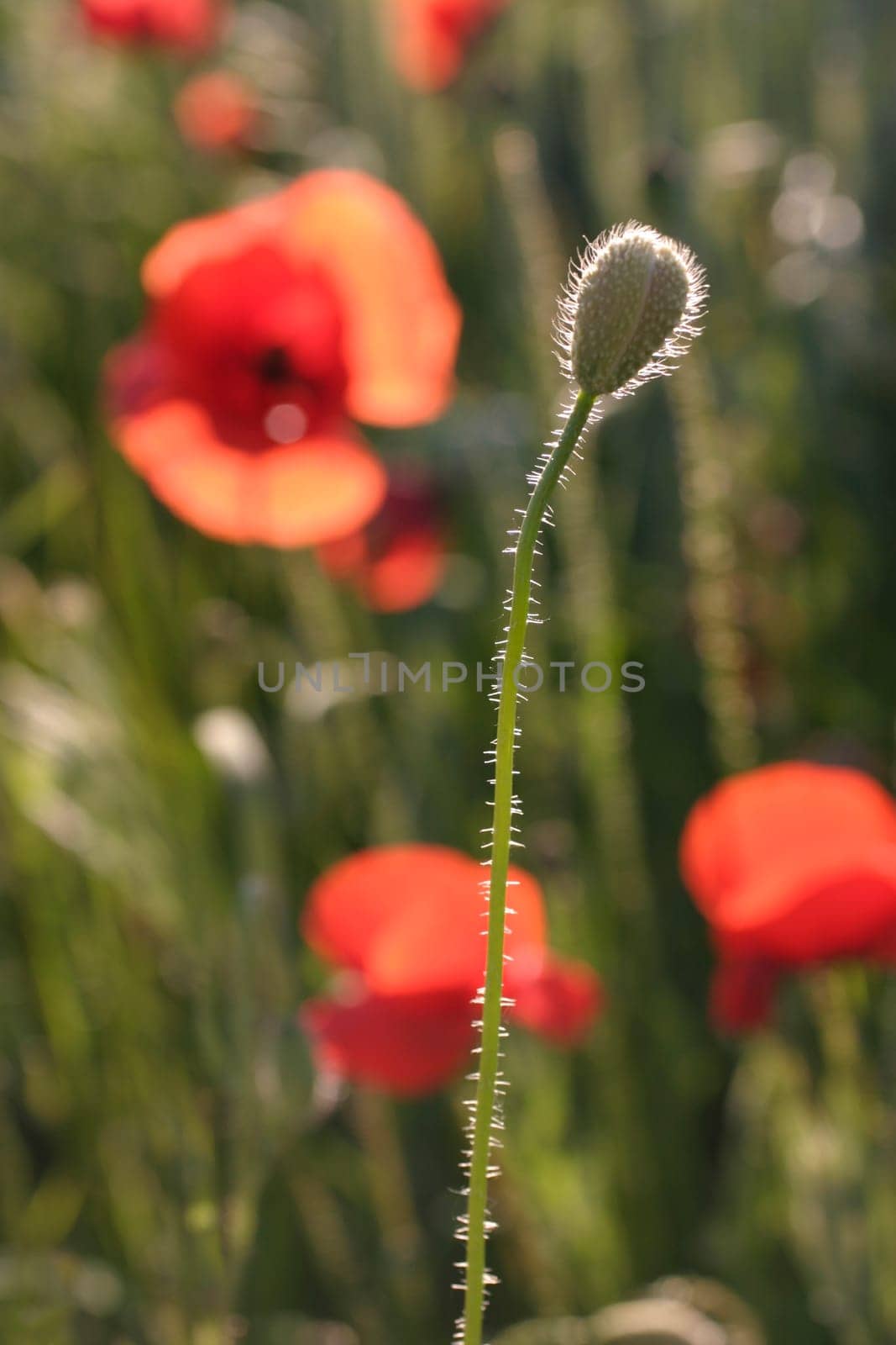 Poppy